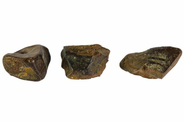 Hadrosaur Tooth Fragments - Montana #103716